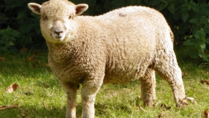 Sheep Desktop Images