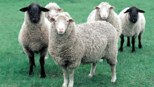 Sheep Download