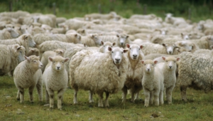 Sheep Widescreen