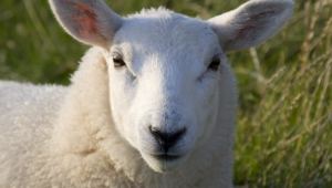 Sheep For Desktop