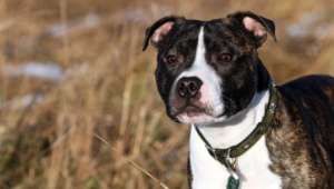 Staffordshire Bull Terrier Images