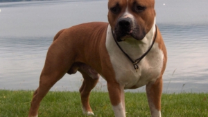 Staffordshire Bull Terrier Pictures