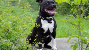 Staffordshire Bull Terrier Wallpapers