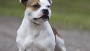 Staffordshire Bull Terrier Wallpapers Hq