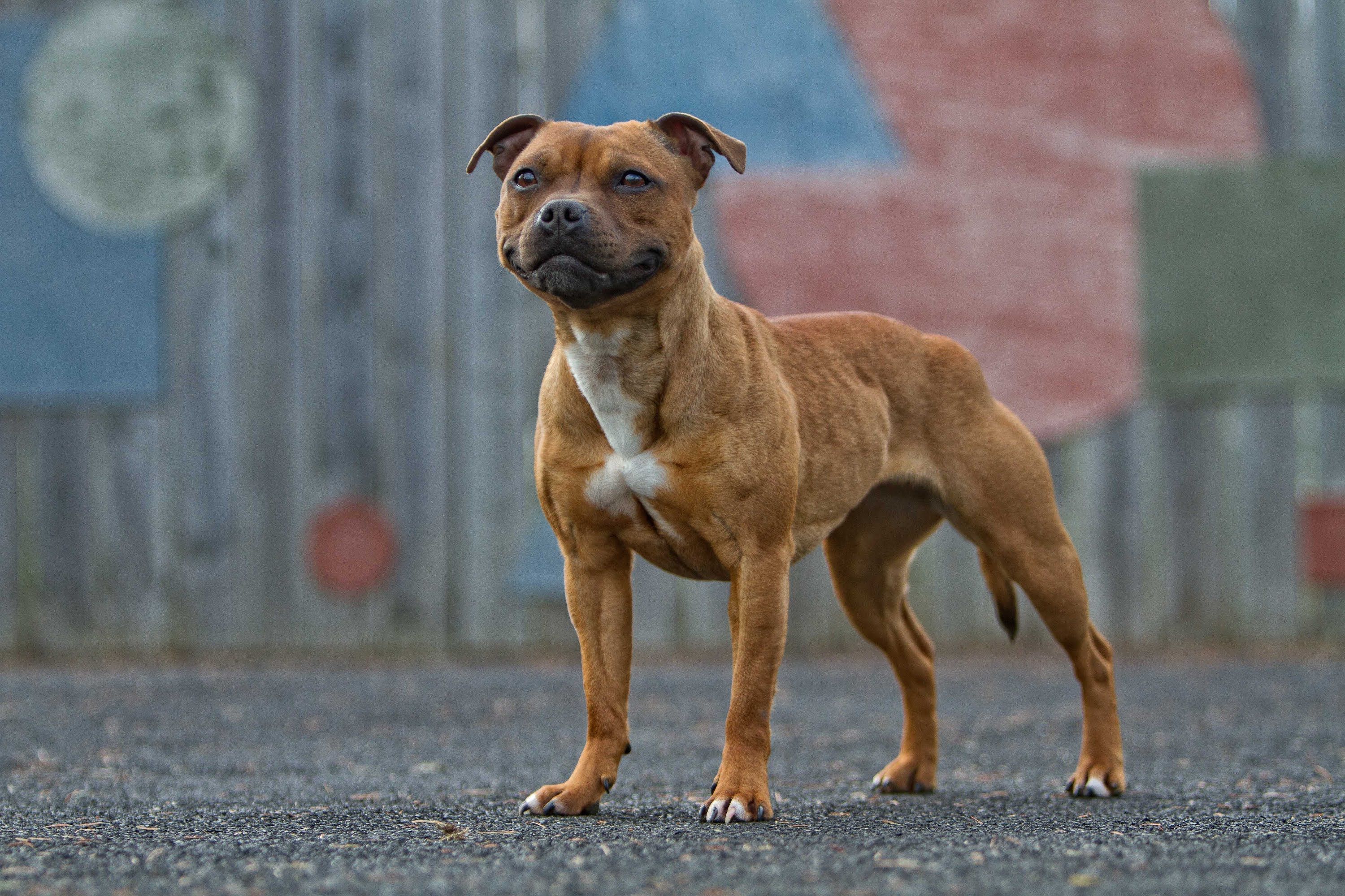 Staffordshire Bull Terrier Wallpapers Images Photos Pictures Backgrounds
