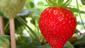 Strawberry Background