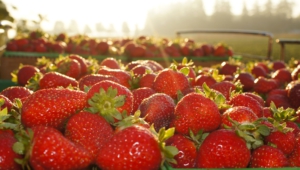 Strawberry Desktop Images