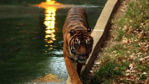 Sumatran Tiger 4k