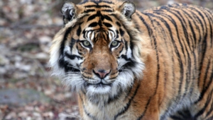 Sumatran Tiger Desktop