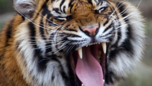 Sumatran Tiger Hd Background