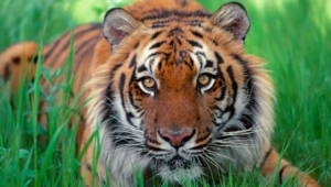 Sumatran Tiger Hd Desktop