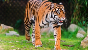 Sumatran Tiger High Definition