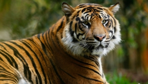 Sumatran Tiger Images