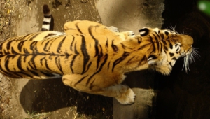 Sumatran Tiger Photos
