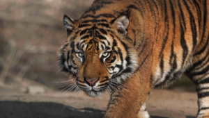 Sumatran Tiger Pictures