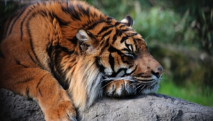 Sumatran Tiger Widescreen