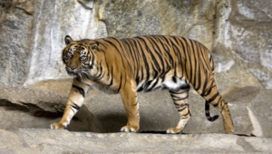 Sumatran Tiger For Desktop