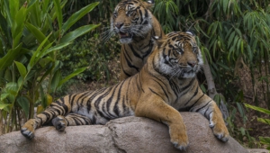 Sumatran Tiger Full Hd