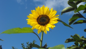 Sunflower Desktop Images