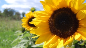 Sunflower Hd Background