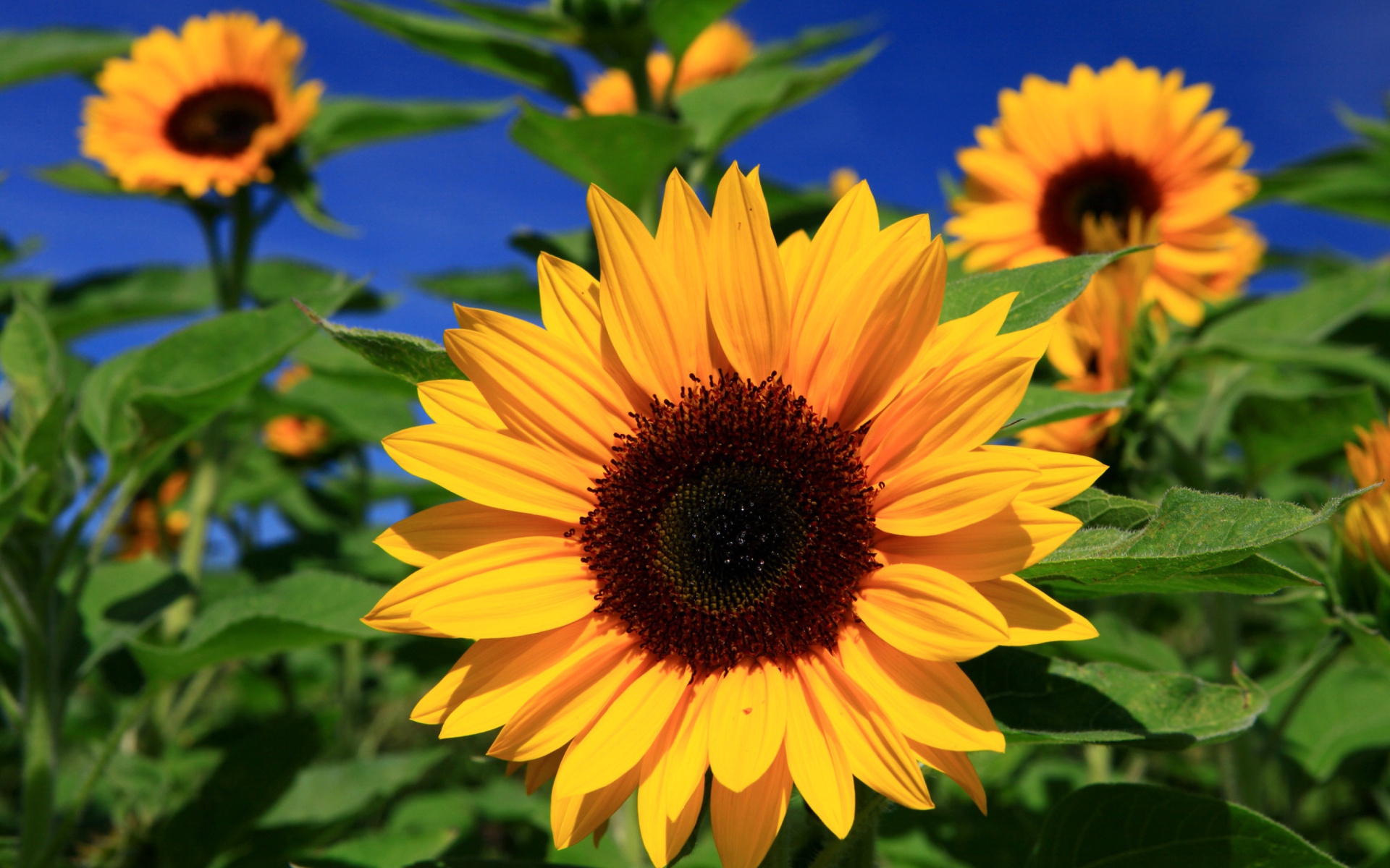 Sunflower Wallpapers Images Photos Pictures Backgrounds 1811