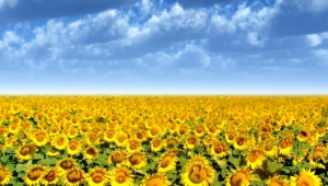 Sunflower Hd Wallpaper