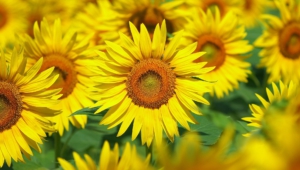 Sunflower Images