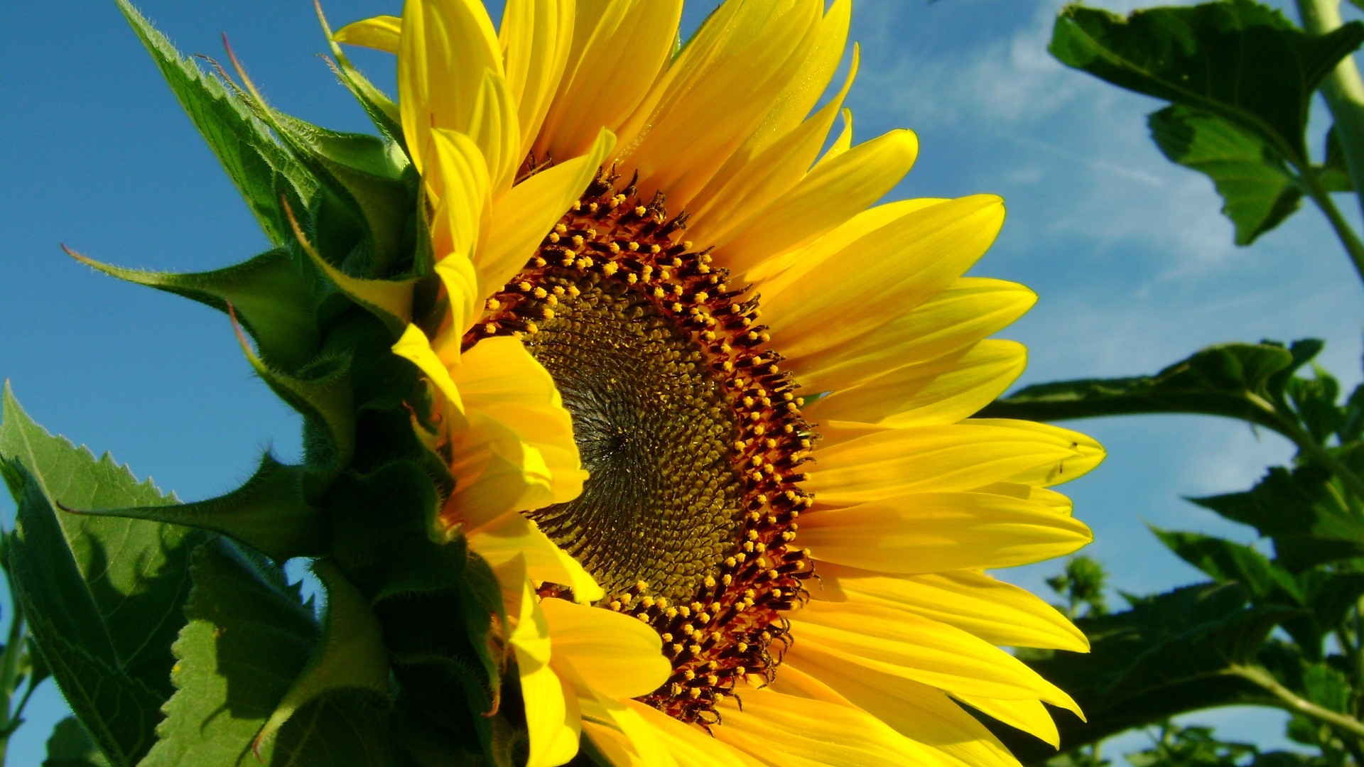 Sunflower Wallpapers Images Photos Pictures Backgrounds