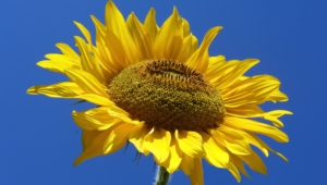 Sunflower Wallpaper For Computer