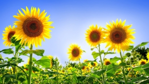 Sunflower Wallpapers Hq