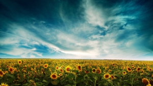 Sunflower Wallpapers And Backgrounds