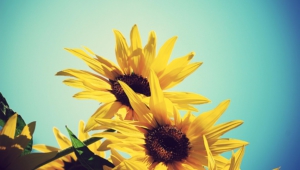 Sunflower For Desktop