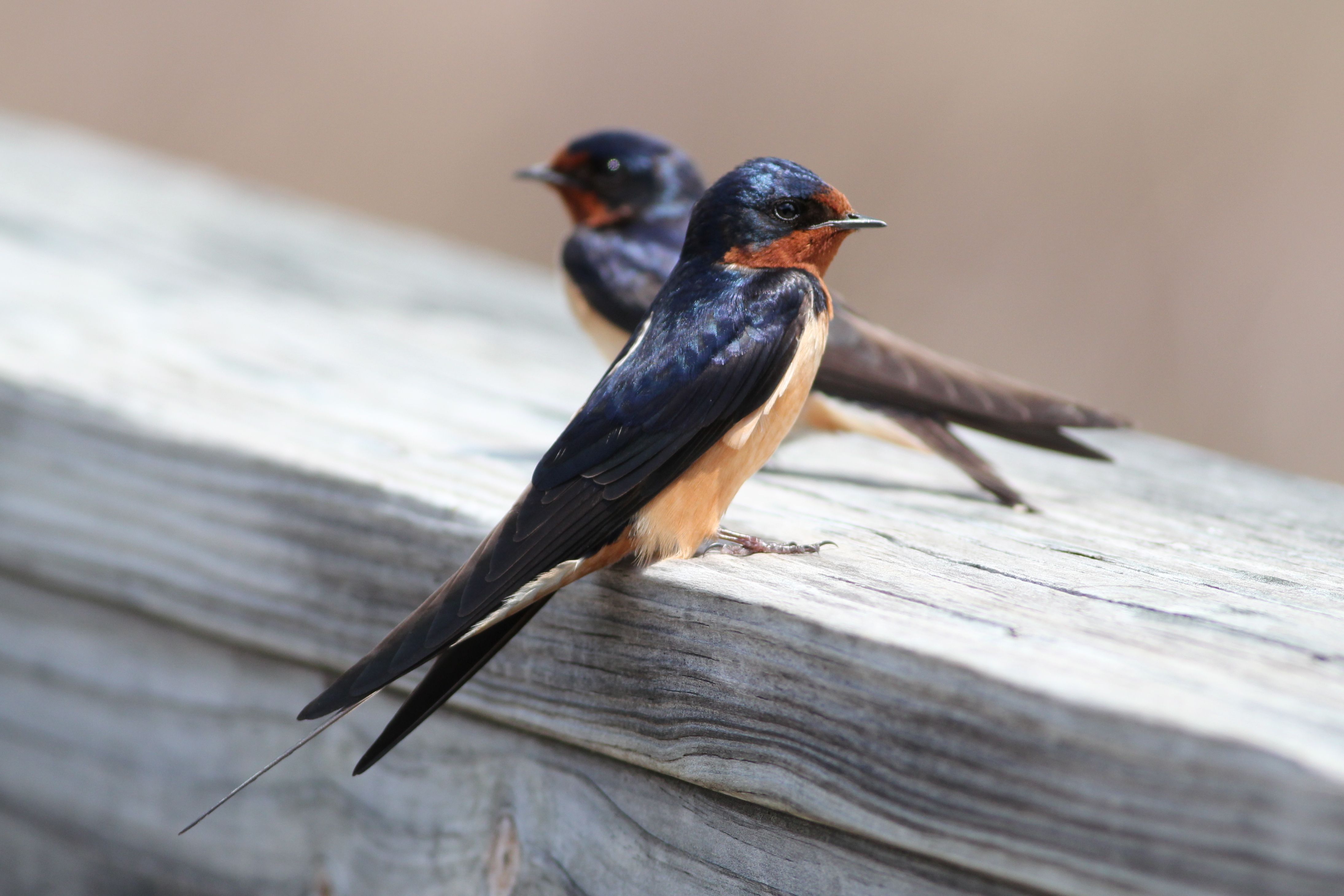 What Is Swallow Called In Arabic