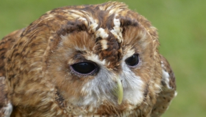Tawny Owl 4k