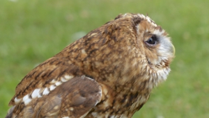 Tawny Owl Desktop