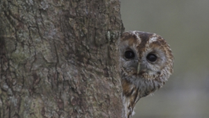 Tawny Owl Hd