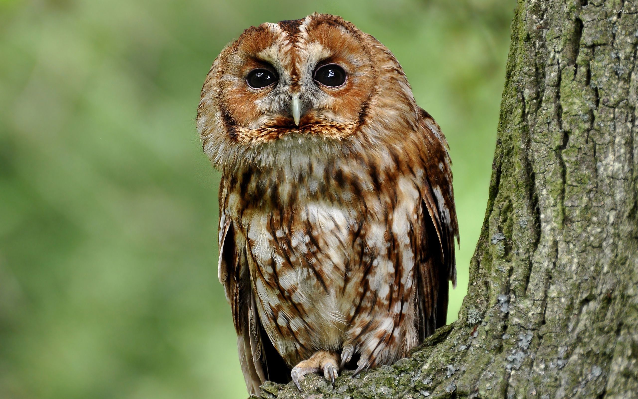 Tawny Owl Wallpapers Images Photos Pictures Backgrounds