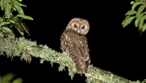 Tawny Owl High Definition Wallpapers