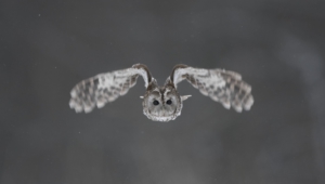 Tawny Owl Pictures