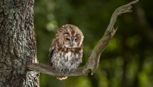 Tawny Owl Full Hd