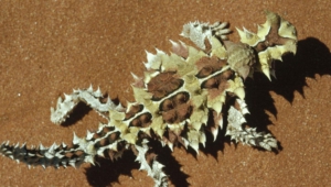 Thorny Devil Computer Backgrounds