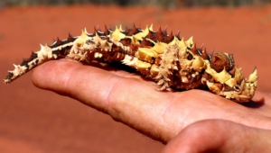 Thorny Devil High Definition Wallpapers