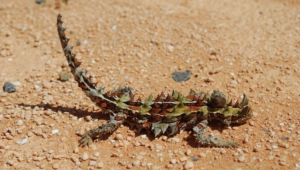 Thorny Devil Pictures