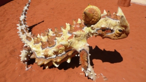Thorny Devil Wallpapers Hd