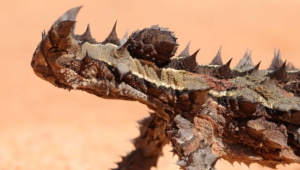 Thorny Devil Wallpapers Hq