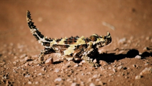 Thorny Devil Wallpapers And Backgrounds