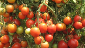 Tomato Photos