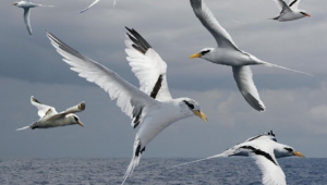 Tropicbird Wallpapers And Backgrounds