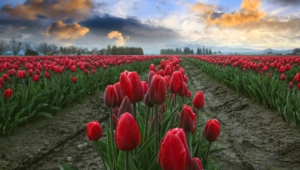 Tulips High Definition Wallpapers