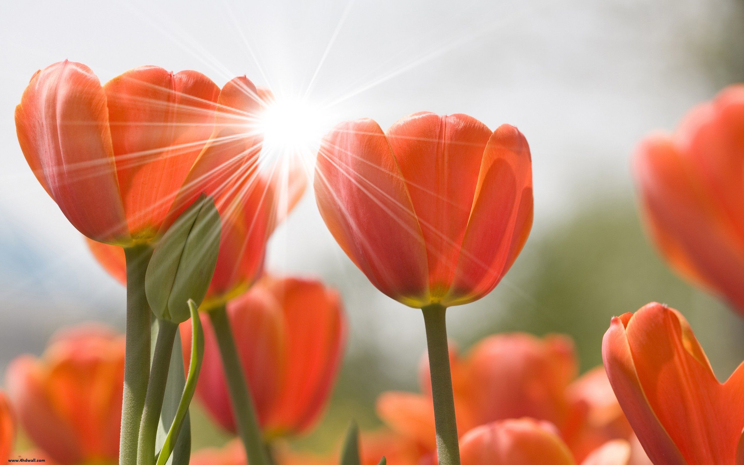 tulips-wallpapers-images-photos-pictures-backgrounds